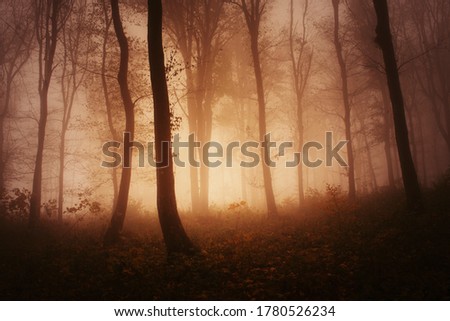 sunset in misty forest, fantasy landscape
