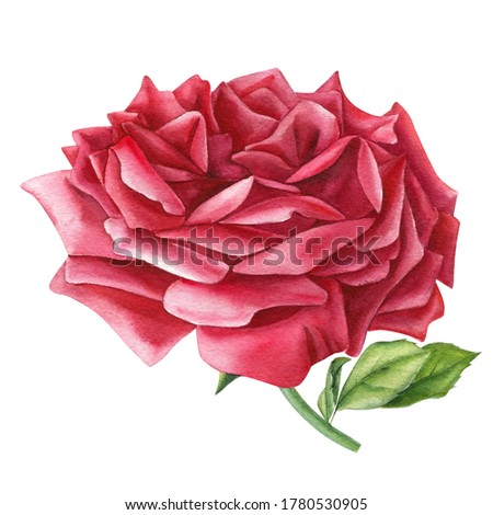 Red rose flower on isolated background watercolor hand drawing