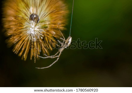 a spider weaving a web on a dandelion flower