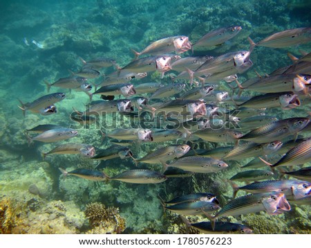 Fish-type bone fish Osteichthyes Mackerel (Scombridae). South Asian mackerel.