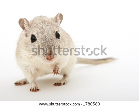 Cute young female rodent isolated on white, macro closeup, close-up with copy space