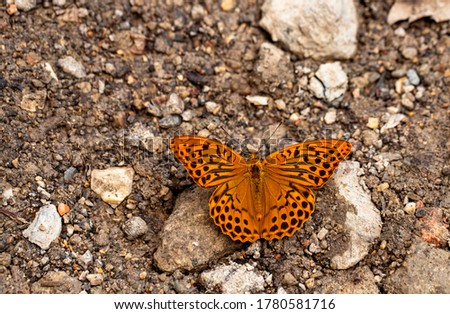 Gengaver butterfly ; Argynnis paphia