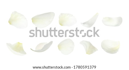 Set of fresh peony petals on white background. Banner design Royalty-Free Stock Photo #1780591379