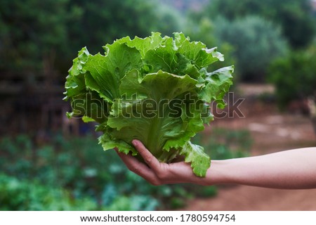 closeup of a young caucasian man holding in his hand a butterhead lettuce, freshly collected in an organic orchard Royalty-Free Stock Photo #1780594754