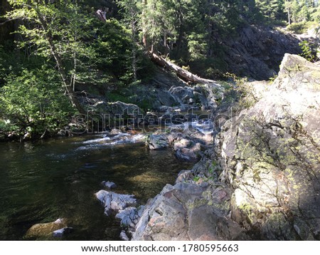 calm river in forest, early summer