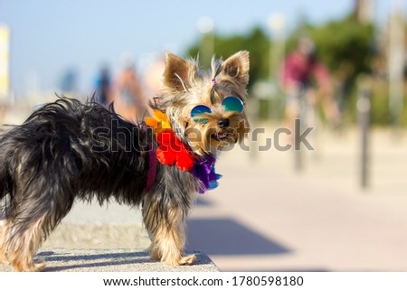 A mini Yorkshire terrier with sunglasses and Hawaiian wreath standing on a stone bench on the beach outside. Dog looking at camera. Vacations with dogs. Summertime pets.