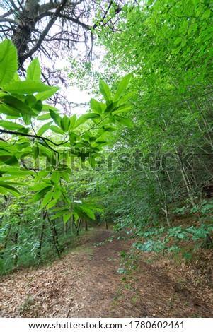 View of a path in a green forest, in Cantabria, Spain, in vertical