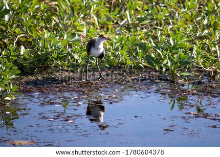 Comb-crested
Jacana (Irediparra gallinacea). Close up picture of the bird reflected on a water pond. Freshwater bird fishing. Kakadu national park, Northern Territory NT, Australia