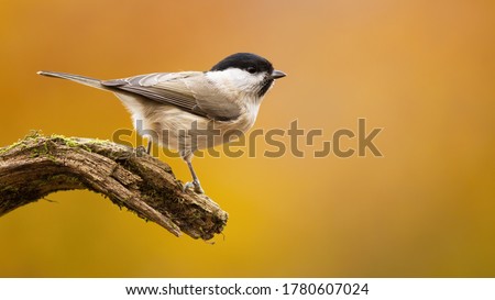 Willow tit, poecile montanus, sitting on branch in autumn nature with copy space. Little bird looking on bough in fall. Beautiful feathered animal observing on wood with golden background. Royalty-Free Stock Photo #1780607024
