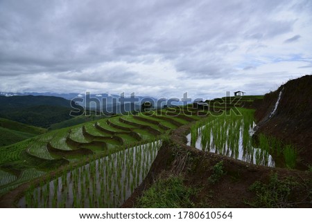 Green rice fields just newly planted. Characteristics of layers decreasing steadily like rice fields, with mountains, sky, Chiang Mai, Thailand, Asia