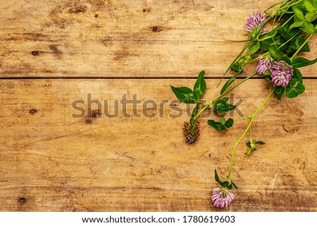 Bunch of fresh flowering clover. Wooden boards background