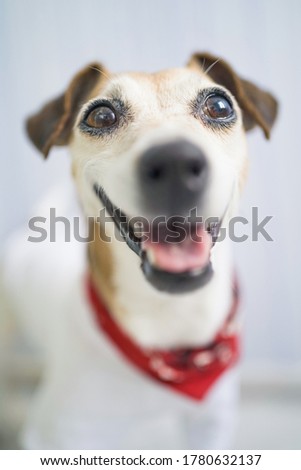 smiling happy dog face with red scarf fashion stylish accessory Kerchief. positive emotions vibes. Have fun. Pet clothes. Dog theme. Pup at home domestic animal. Cool active looking dog Jack Russell 
