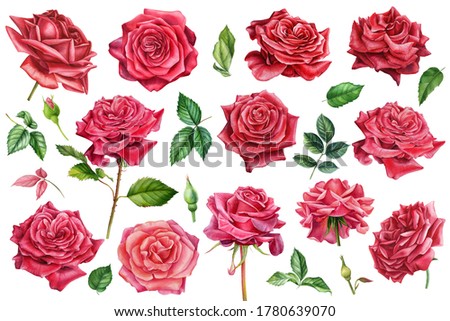rose flowers on isolated white background, watercolor painting, set of elements, clipart