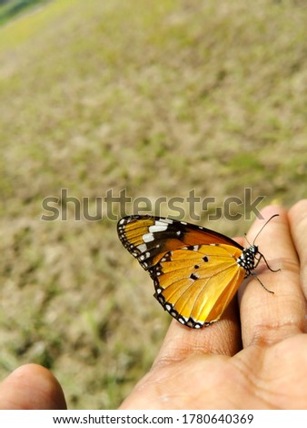 Close up of Danaus chrysippus Butterfly.Plain Tiger butterfly sitting on human hand.Beautiful butterfly on human hand.With selective focus on subject.