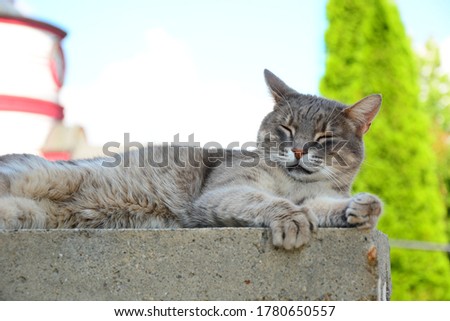 Yawning Cat Lying on the stairs

