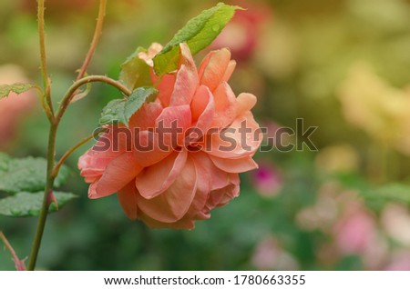 Blooming orange rose. Group of decorative flowers. Trendy colored magnific flowers.