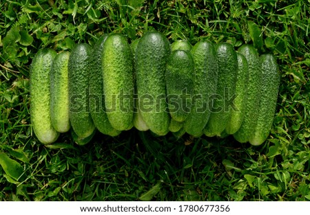 Lots of fresh green cucumbers on green grass