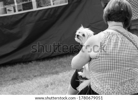 Gentle white Maltese puppy sat on it's female owners lap on a day out.