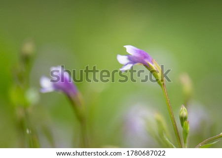 Grass flowers in purple forest with green background in close-up morning sun