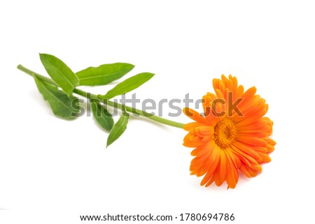 Marigold plant isolated on white background