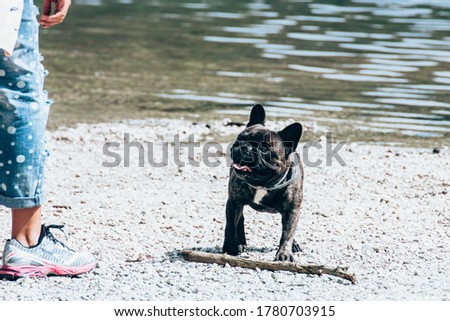 pug dog plays in summer with little boy by the lake