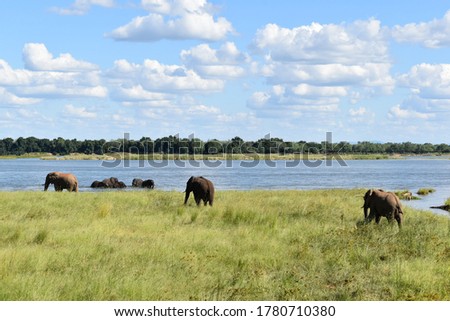 Elephants on the Zambezi, Zambia 