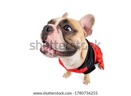 cute french bulldog smile and sitting isolated on white background, pet and animal concept
