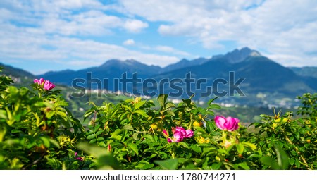 Beautiful alpine landscape in the Alps with fresh green meadows and blooming flowers and mountain tops in the background. Picturesque panoramic view of nature.