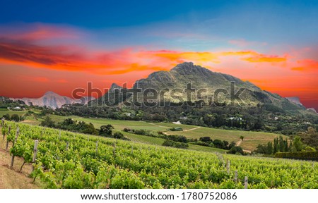 View of constantia wine valley from glen constantia wine estate cape town south africa Royalty-Free Stock Photo #1780752086