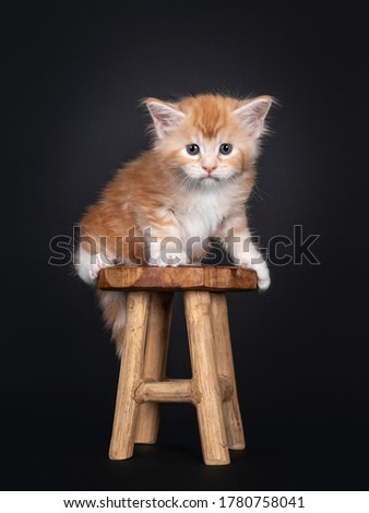 Cute five weeks old red silver Maine Coon cat kitten, sitting side ways on little wooden stool. Looking to camera with blue / greenish eyes. Isolated on back background.