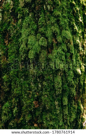 Moss on tree bark, forest green natural texture.