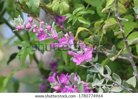 Texas Purple Sage Flower with green leaves background 