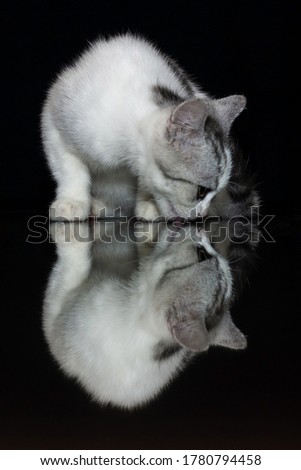 4 month old American shorthair kitten, high white, Black mirror reflection