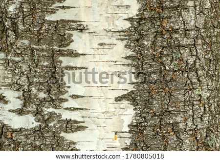 White birch bark, background, texture tree.
