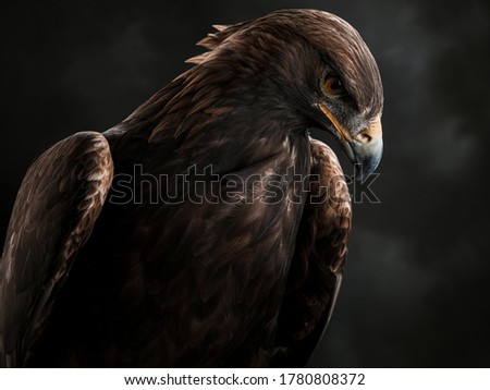 Portrait of the Golden Eagle  Royalty-Free Stock Photo #1780808372