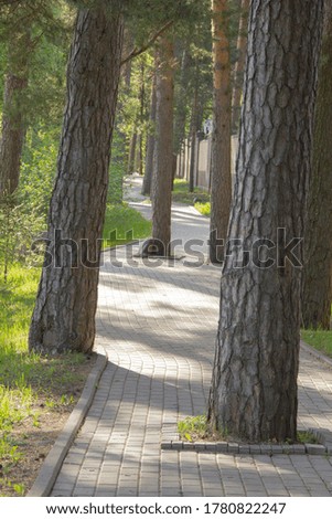 country alley of pine trees. Paved road for walking