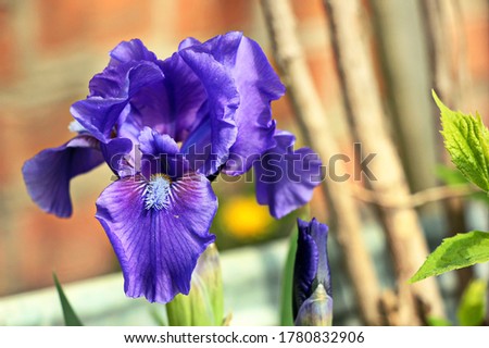 Bearded iris flower (iris). The flower is dark blue with purple streaks Spring flowers. Macro. Close-up. The background is blurred. Bokeh. Beautiful desktop wallpaper. Royalty-Free Stock Photo #1780832906