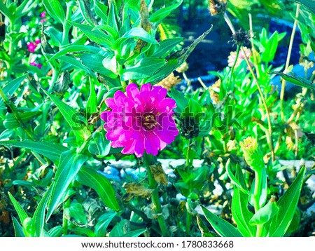Zinnia, color, pink, flower, green leaf,selected focus,blur image, bloom, colorful,season, summer
