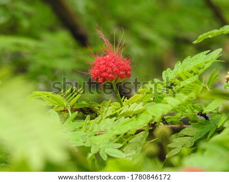 A beautiful Red Flower on Tree