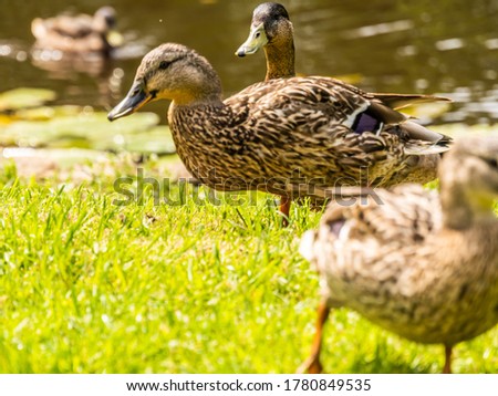 Ducks on the pond in the park. Wild ducks are reflected in the lake. Multi-colored feathers of birds. A pond with ducks and drakes. Duck feed on the surface of the water. Ducks eat food in the water