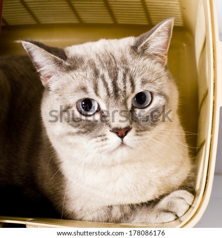 Stressed british cat in cage