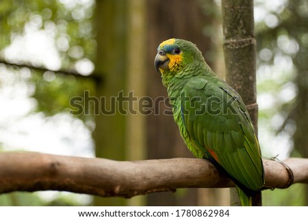 Amazon parrot - a bird with green plumage sitting on a branch in a tropical garden in Kuala Lumpur, Malaysia