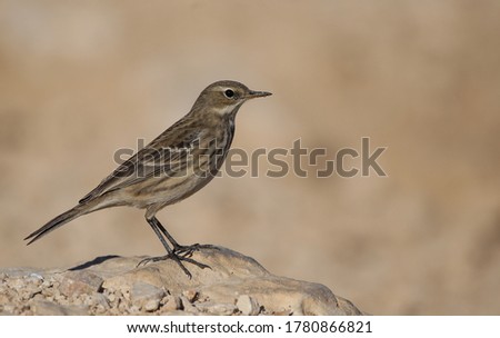 Water Pipit A bird on the ground