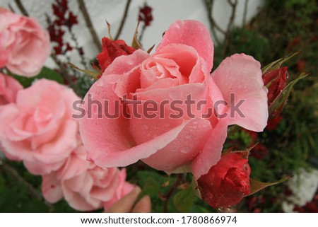 Pink roses and morning dew