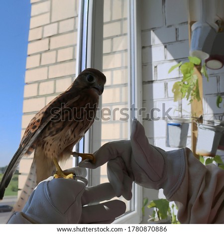 A ringed Kestrel sits on a person's hand. Hand-held Falcon on the background of the window. Banding of birds. Help and care for wild birds. Release the Falcon into the wild. Ornithology.