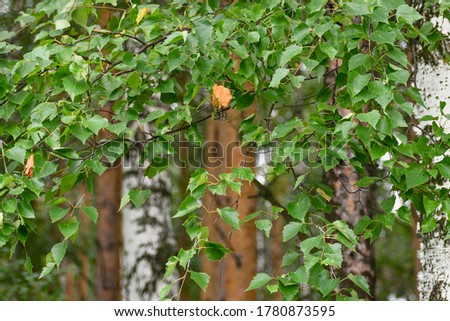 Background. In July, the first yellow leaves appeared on a branch of a birch tree-harbingers of the coming autumn.