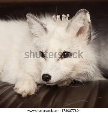 queen white fox with brown New Year decorations 