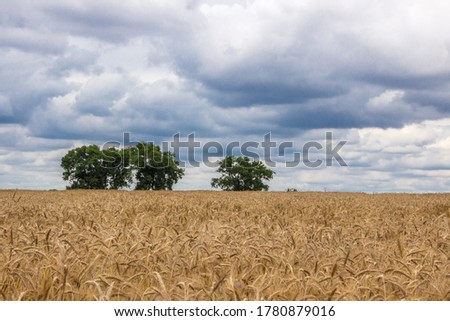 
storm clouds over the ripe grain field