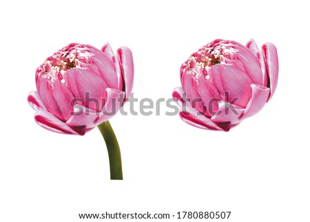 Two beautiful pink lotus flower isolated, no shadow, white background, side view, Buddha lotus, peace and meditation, pink lotus flower isolated in pastel pink background, Chinese Mid Autumn Festival
