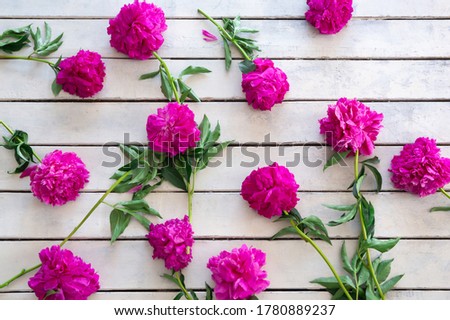 Pink peonies on a background of white painted rough wooden boards. Greeting card